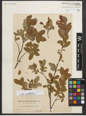 Foto von Salix myrtilloides L.